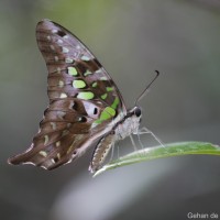 Graphium agamemnon Linnaeus, 1758